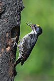 Black-backed Woodpeckerborder=